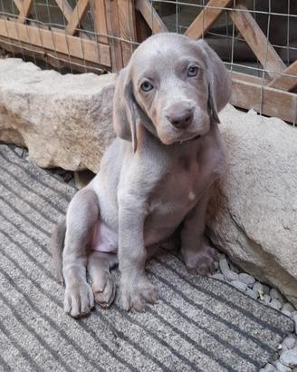 cuccioli di weimaraner 