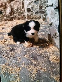 Cuccioli border collie black e white