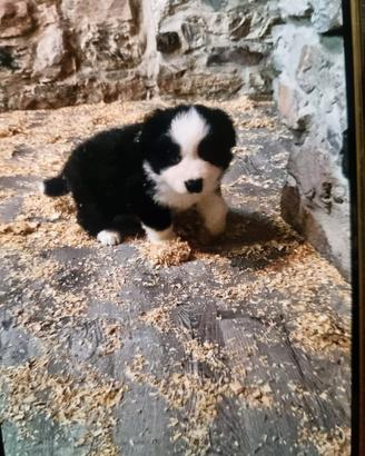 Cuccioli border collie black e white