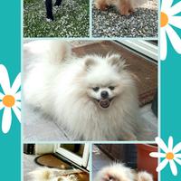 Spitz pomerania stalloni SOLO ACCOPPIAMENTO