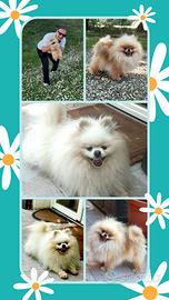 Spitz pomerania stalloni SOLO ACCOPPIAMENTO