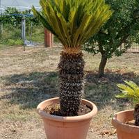 Cycas completa di vaso 