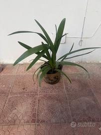 Vaso con 5 palme di San Pietro - Chamaerops Humili