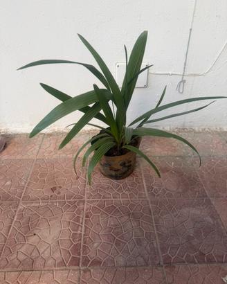 Vaso con 5 palme di San Pietro - Chamaerops Humili