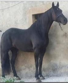 Cavalla