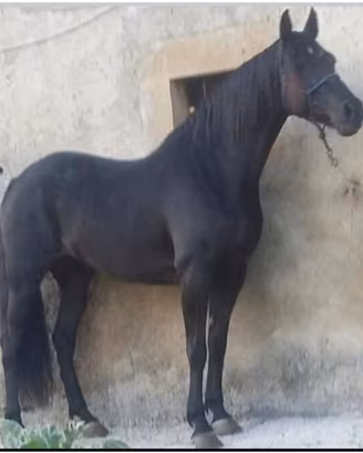 Cavalla