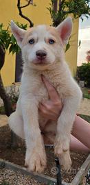 Cuccioli siberian husky