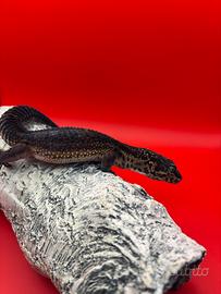 Geco leopardino
