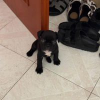 Bulldog Francese