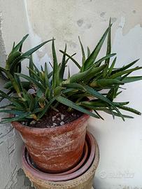 Pianta