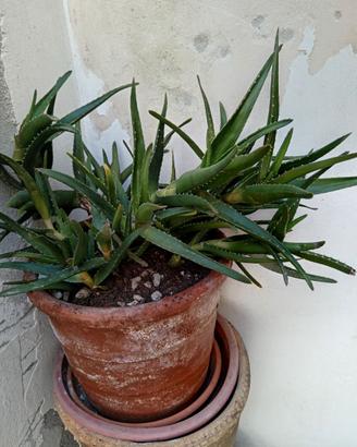 Pianta