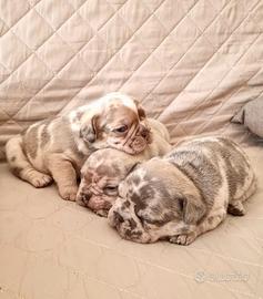 Bulldog francese