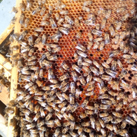 Nuclei e famiglie api, arnie e melari usati