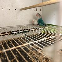 Inseparabili fischer