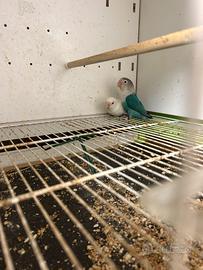 Inseparabili fischer