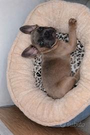 bulldog francese 