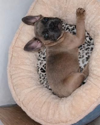 bulldog francese 