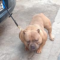 American Bully pocket Extreme