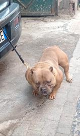 American Bully pocket Extreme