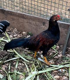 Gallo