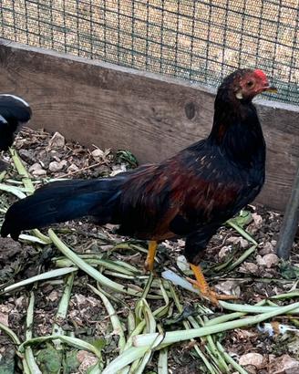 Gallo