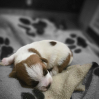 Cuccioli Jack Russell Terrier