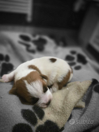 Cuccioli Jack Russell Terrier