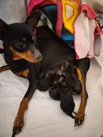 Cuccioli di pinscher
