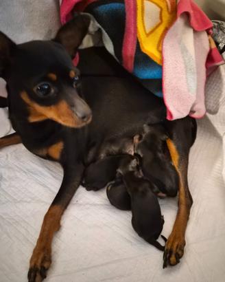 Cuccioli di pinscher
