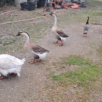 Coppia oche cignoidi