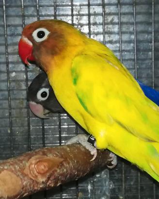 Coppia insep mascherato Pez verde x cobalto viola