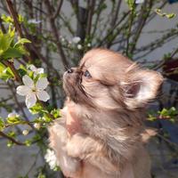 Chihuahua pelo lungo