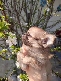 Chihuahua pelo lungo