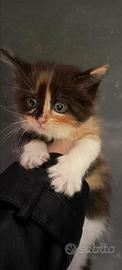 Gattini Maine coon