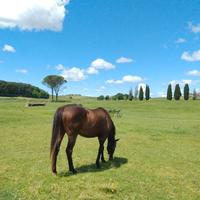 Cavallo