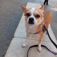 pulizie,compagnia ad anziani