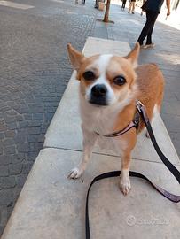 pulizie,compagnia ad anziani