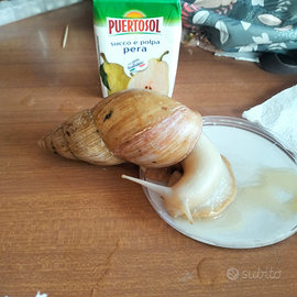 Lumache da compagnia