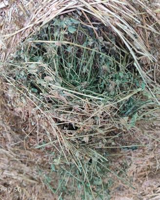 erba medica in rotoloni.