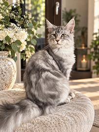 Cucciolo di razza Maine Coon con pedigree AFeF