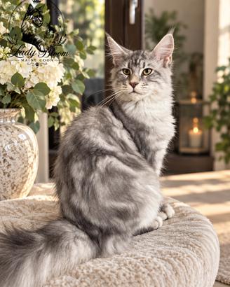 Cucciolo di razza Maine Coon con pedigree AFeF