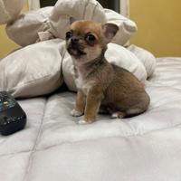 Chihuahua Maschio, dimensione Mini 65 giorni
