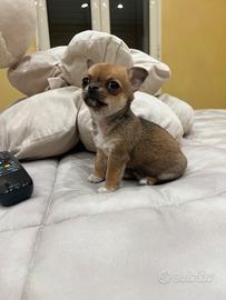 Chihuahua Maschio, dimensione Mini 65 giorni