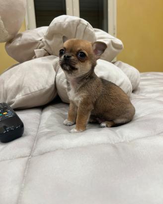 Chihuahua Maschio, dimensione Mini 65 giorni
