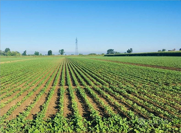 Azienda agricola irrigua