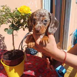 Cuccioli di bassotto arlecchino cioccolato