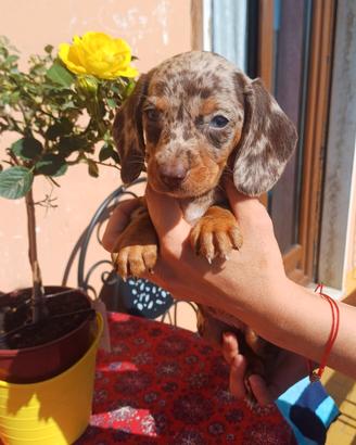 Cuccioli di bassotto arlecchino cioccolato