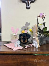 Cuccioli Yorkshire