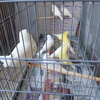 Giallo avorio,Bianco dominante,Giallo intenso ecc