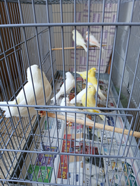 Giallo avorio,Bianco dominante,Giallo intenso ecc